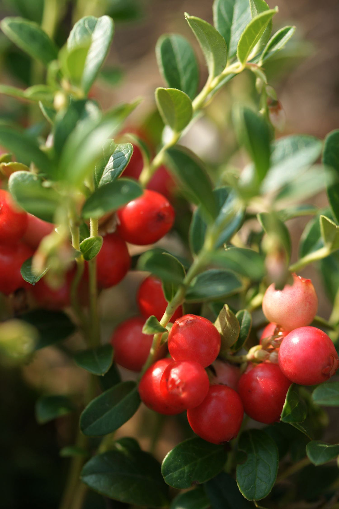 Mélange De 3 Plantes Superfruits – Plante D’Extérieur