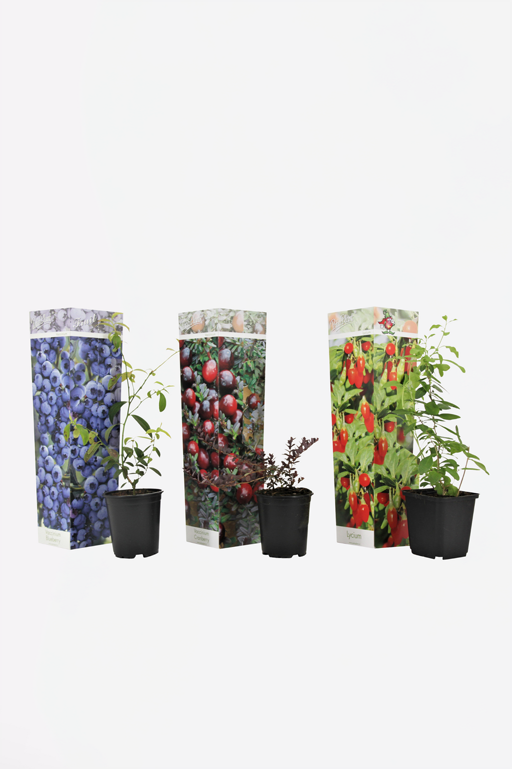 Mélange De 3 Plantes Superfruits – Plante D’Extérieur