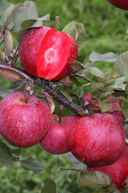 Mélange De 3 Arbres Fruitiers Colonnaires Sucrés – Plante D’Extérieur