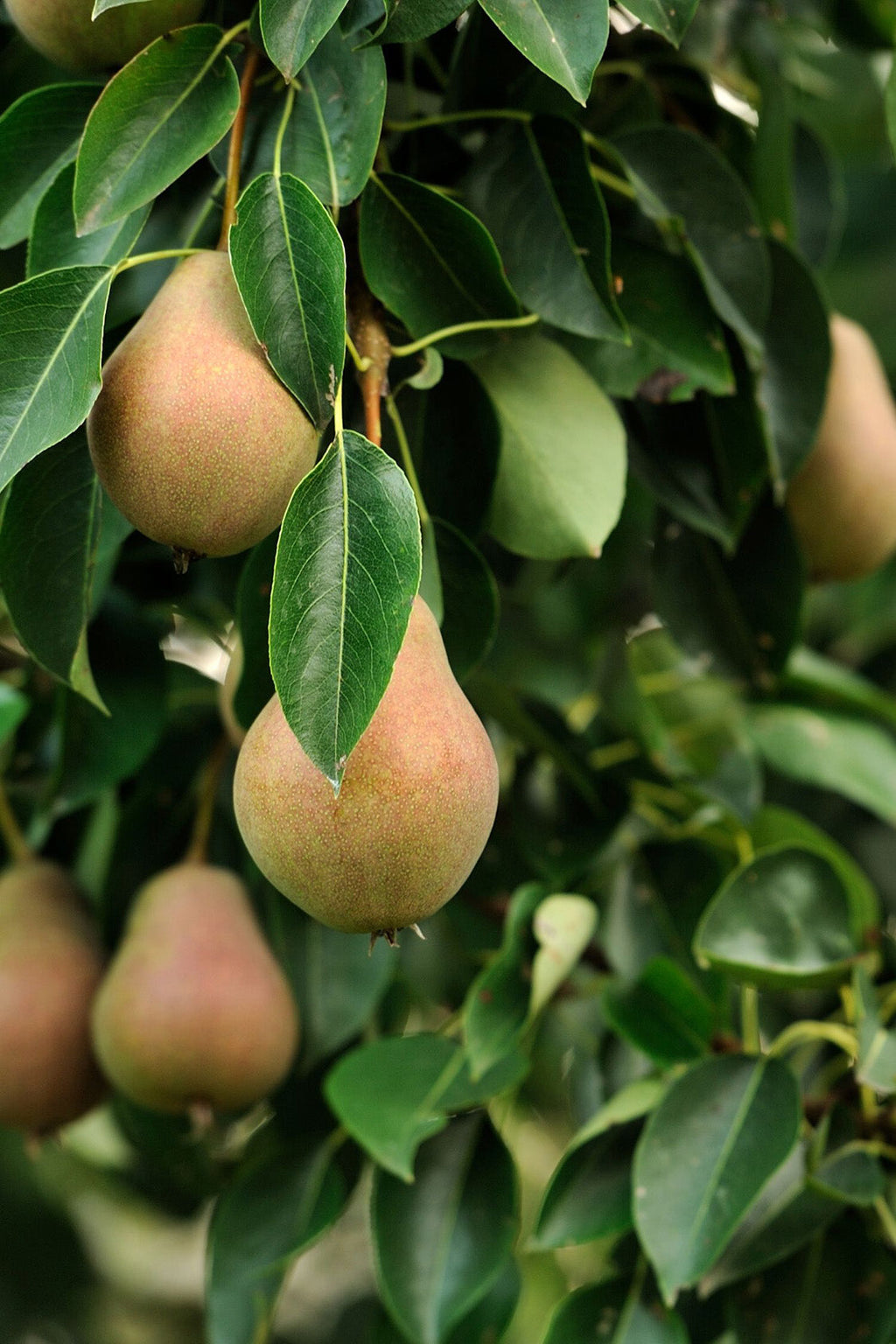 Mélange De 3 Arbres Fruitiers Colonnaires Sucrés – Plante D’Extérieur