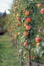 Mélange De 3 Arbres Fruitiers Colonnaires Sucrés – Plante D’Extérieur