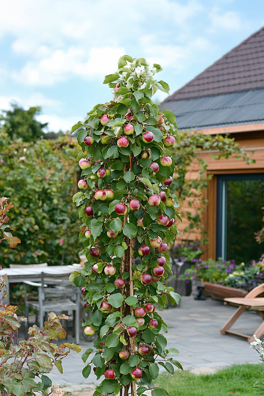 Mélange De 3 Arbres Fruitiers Colonnaires Sucrés – Plante D’Extérieur