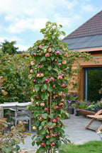 Mélange De 3 Arbres Fruitiers Colonnaires Sucrés – Plante D’Extérieur