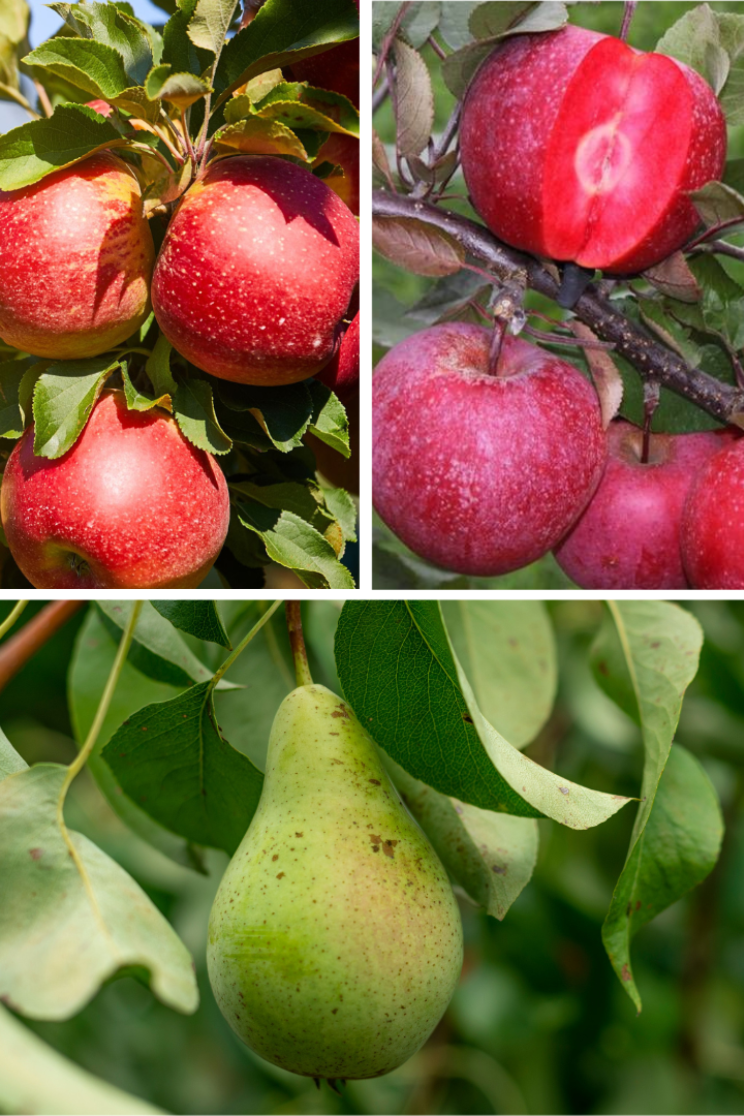 Mélange De 3 Arbres Fruitiers Colonnaires Sucrés – Plante D’Extérieur