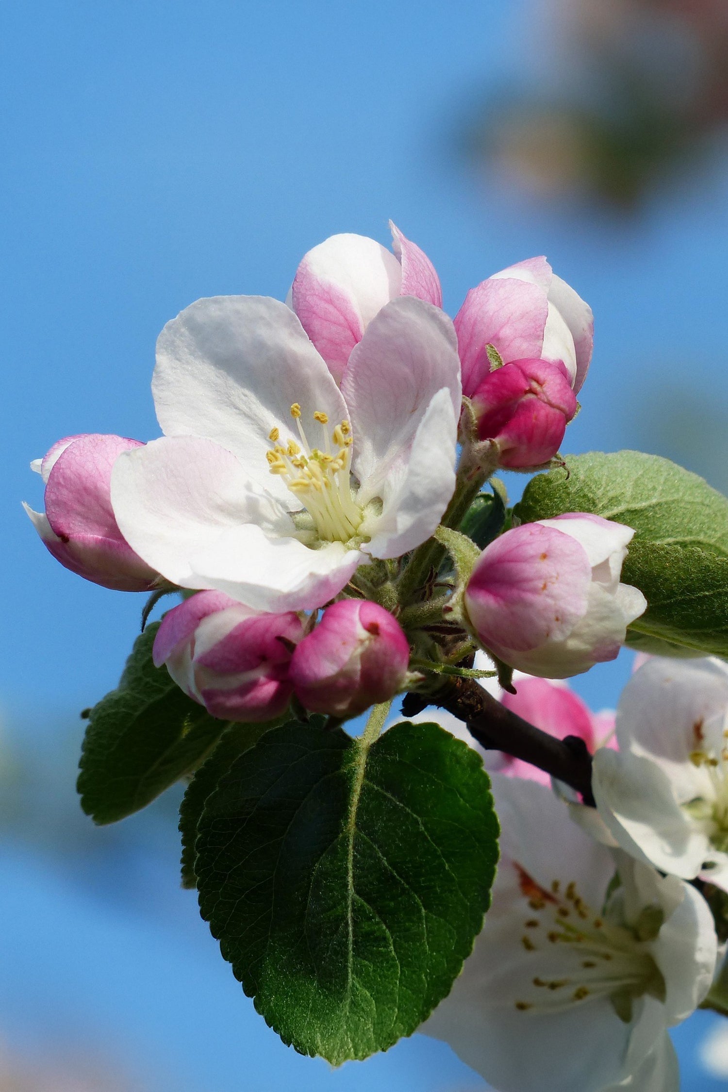 Mélange De 3 Arbres Fruitiers Colonnaires Sucrés – Plante D’Extérieur