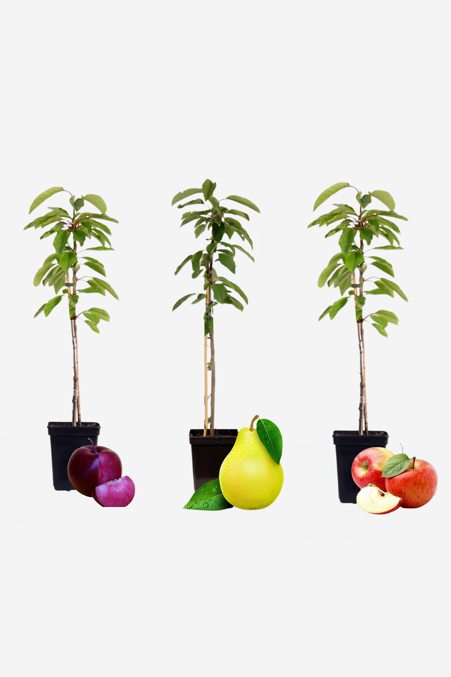 Mélange De 3 Arbres Fruitiers Colonnaires Sucrés – Plante D’Extérieur