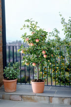 Pommier 3-En-1 – Plante D’Extérieur