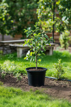 Pommier 3-En-1 – Plante D’Extérieur