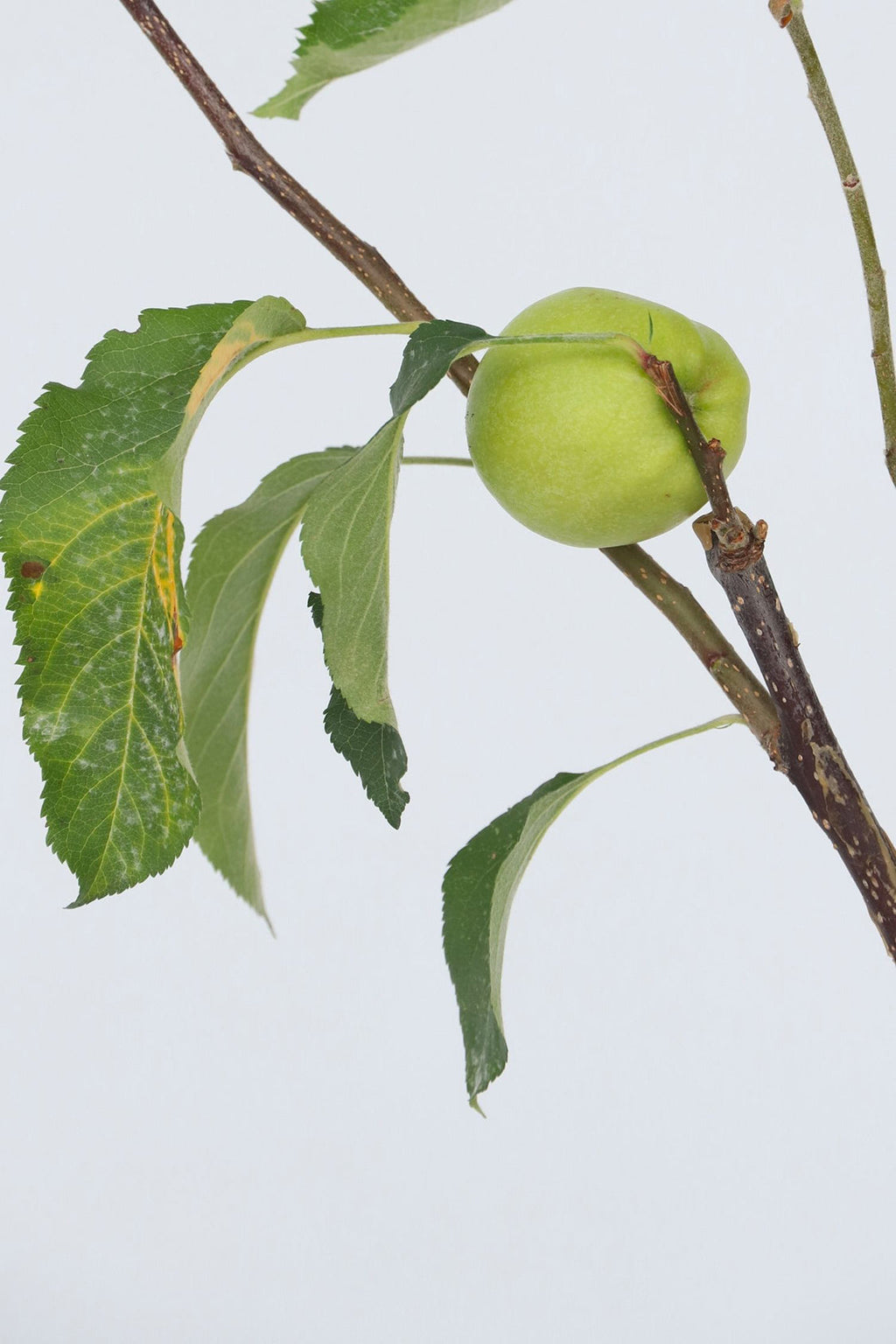 Pommier 3-En-1 – Plante D’Extérieur
