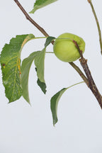 Pommier 3-En-1 – Plante D’Extérieur