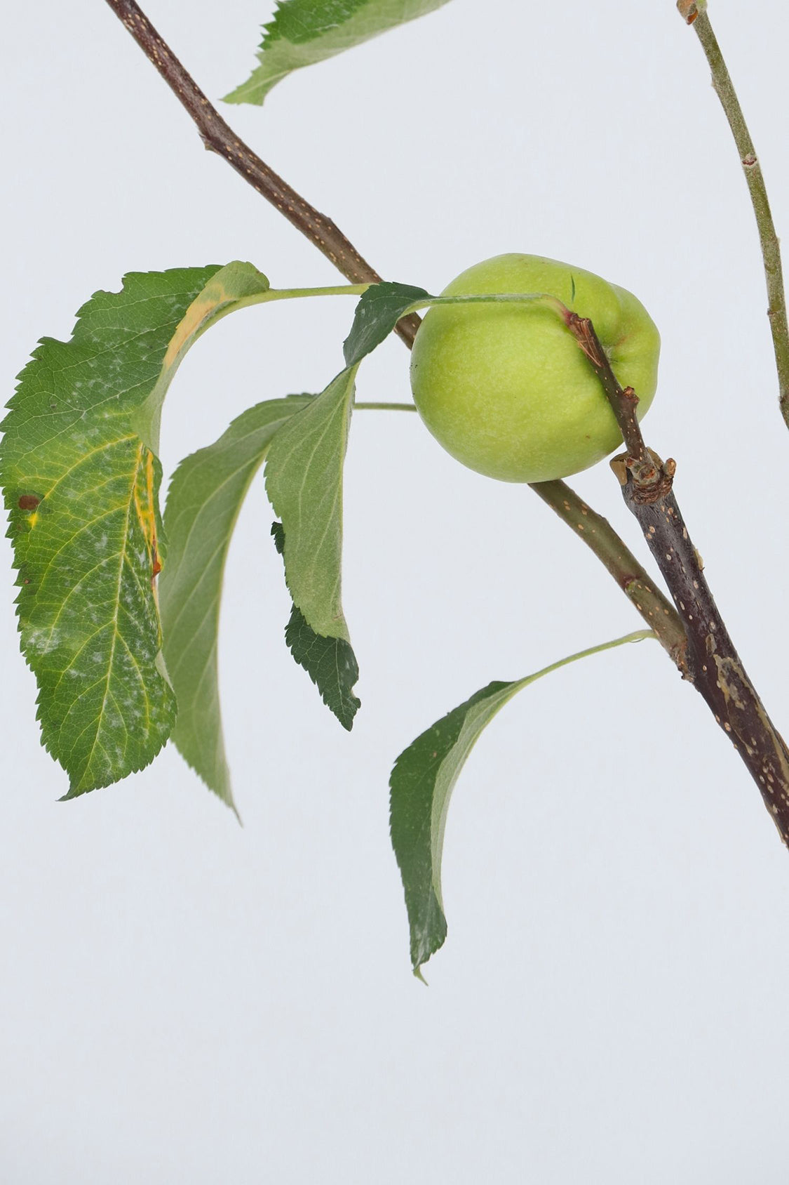 Pommier 3-En-1 – Plante D’Extérieur