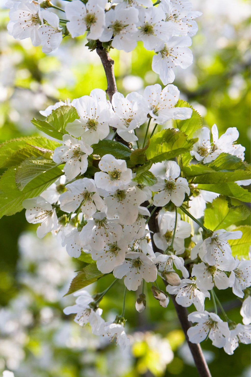 Pommier 3-En-1 – Plante D’Extérieur