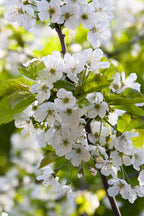 Pommier 3-En-1 – Plante D’Extérieur