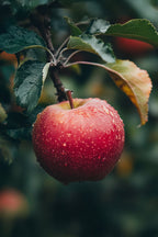 Pommier 3-En-1 – Plante D’Extérieur
