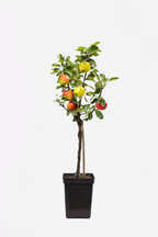Pommier 3-En-1 – Plante D’Extérieur