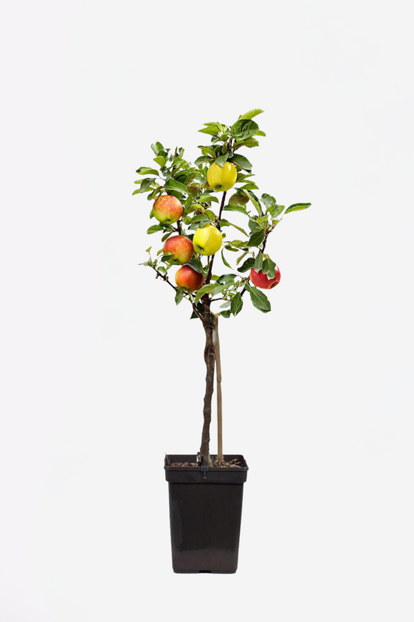 Pommier 3-En-1 – Plante D’Extérieur