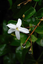 Lot De 3 Jasmins ‘Jasminum Officinale’ – Plante D’Extérieur