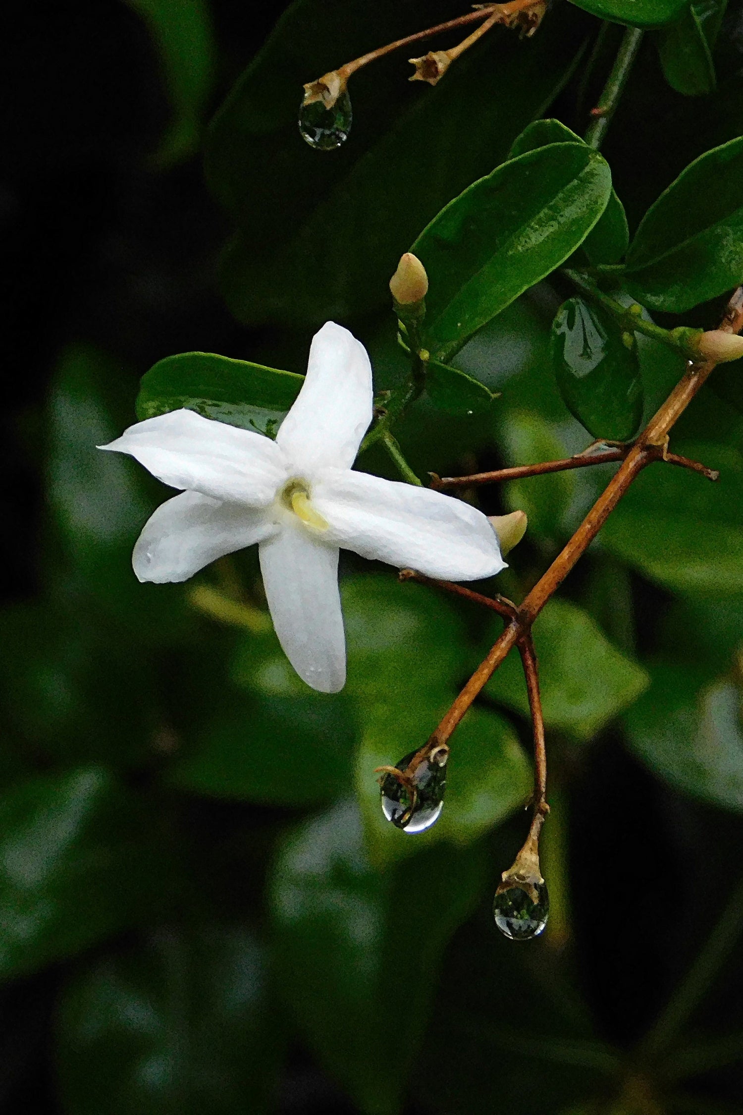 Lot De 3 Jasmins ‘Jasminum Officinale’ – Plante D’Extérieur