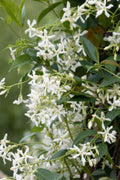 Lot De 3 Jasmins ‘Jasminum Officinale’ – Plante D’Extérieur