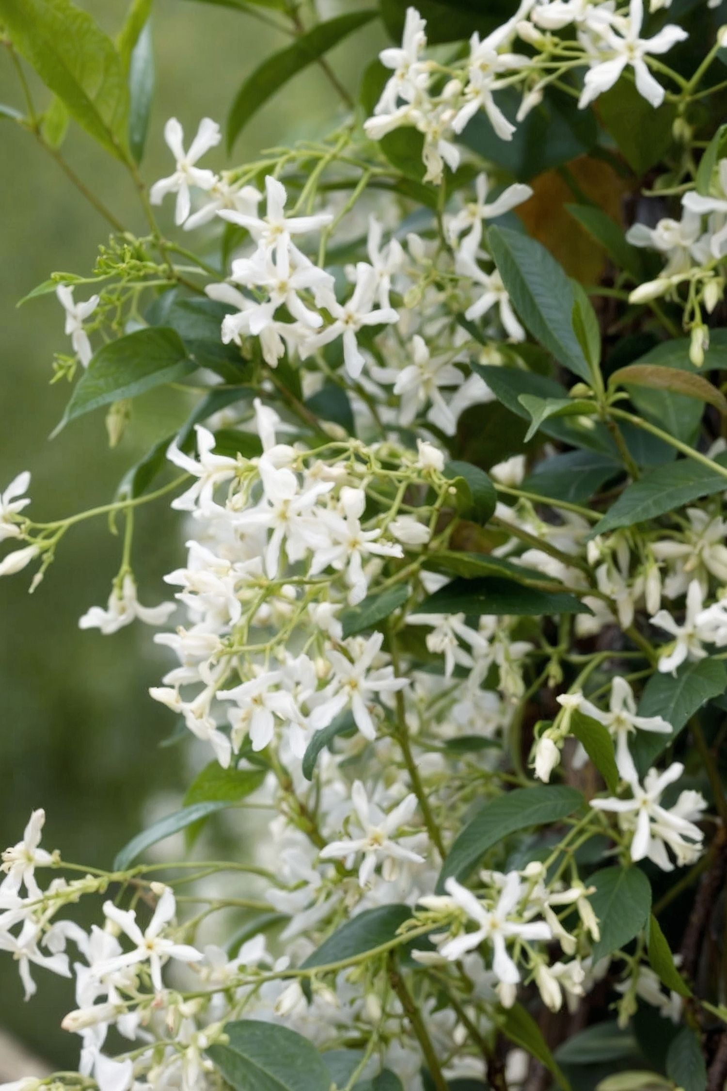 Lot De 3 Jasmins ‘Jasminum Officinale’ – Plante D’Extérieur