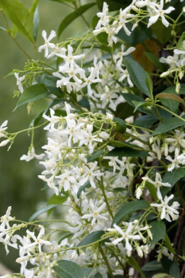 Lot De 3 Jasmins ‘Jasminum Officinale’ – Plante D’Extérieur