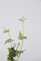 Lot De 3 Jasmins ‘Jasminum Officinale’ – Plante D’Extérieur