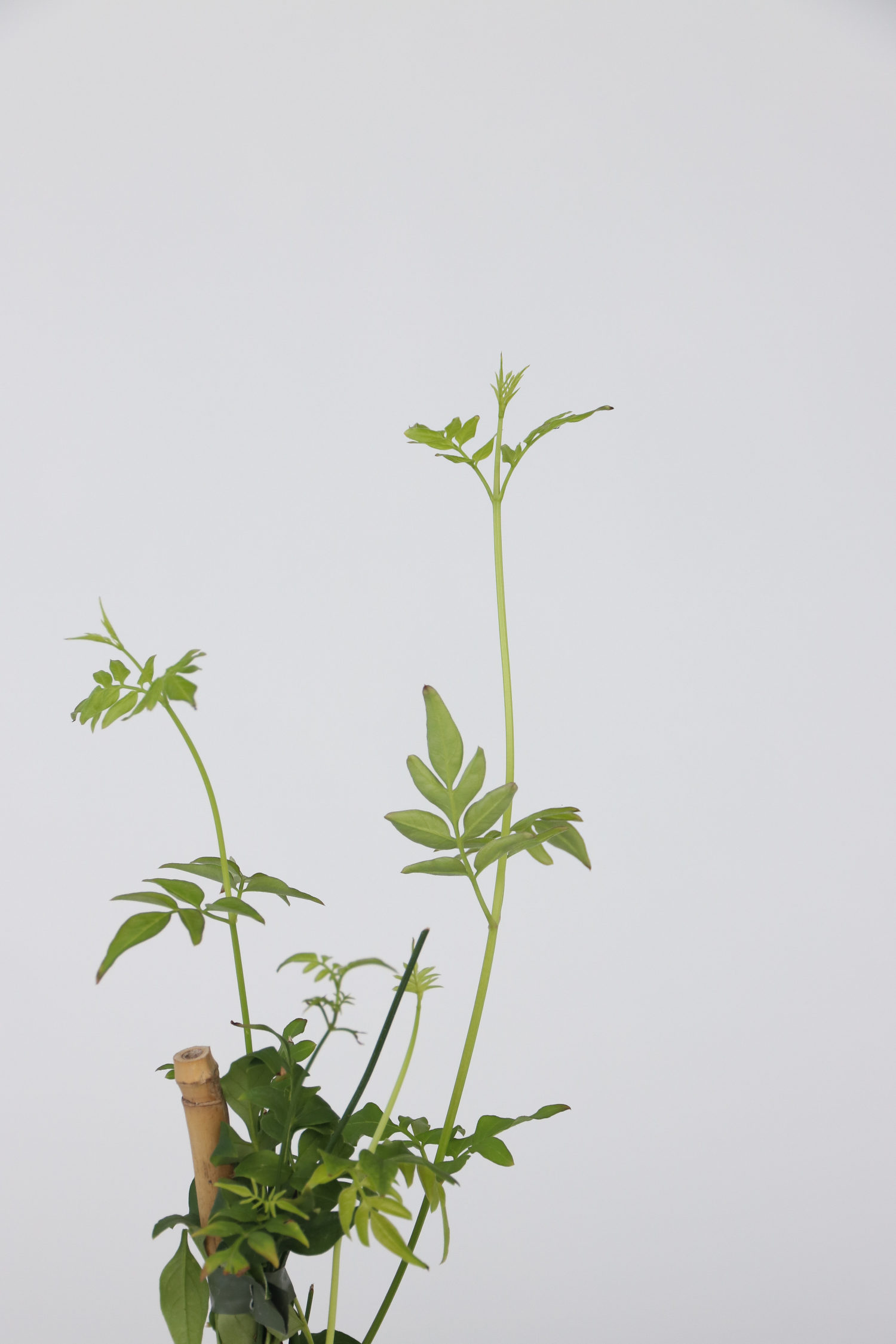 Lot De 3 Jasmins ‘Jasminum Officinale’ – Plante D’Extérieur
