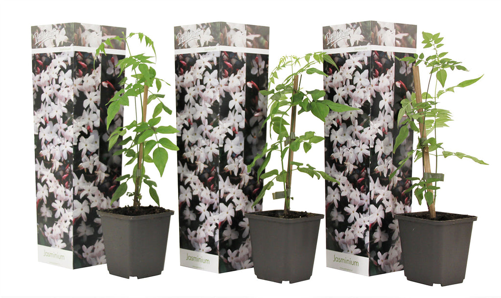 Lot De 3 Jasmins ‘Jasminum Officinale’ – Plante D’Extérieur
