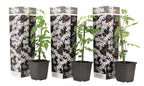 Lot De 3 Jasmins ‘Jasminum Officinale’ – Plante D’Extérieur