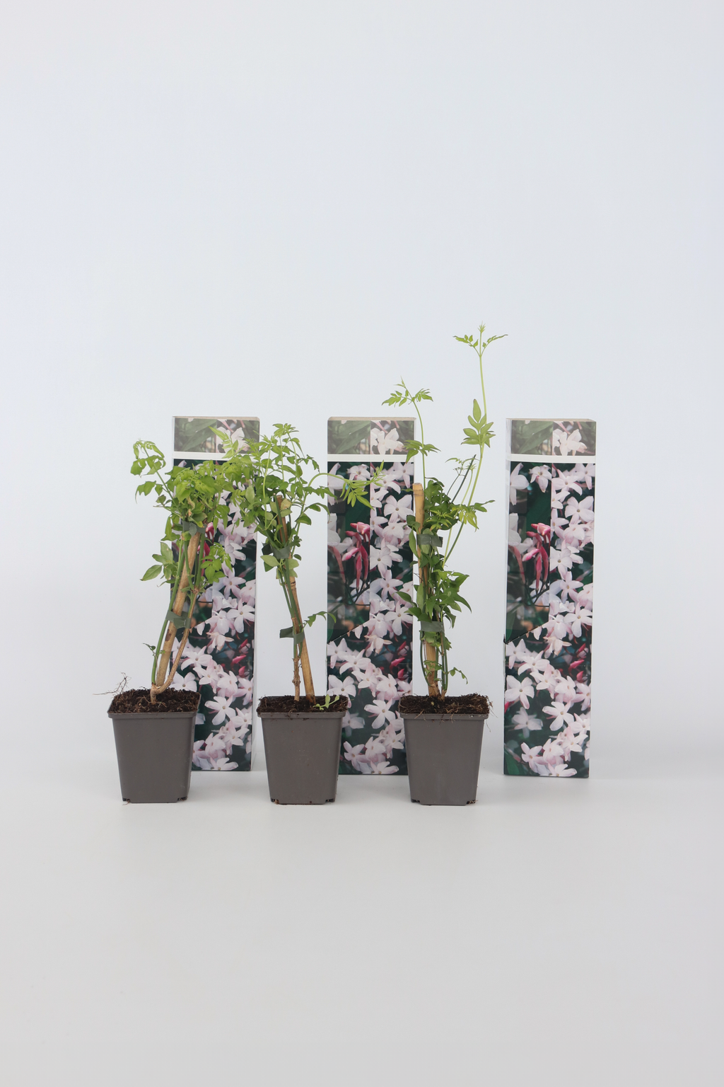 Lot De 3 Jasmins ‘Jasminum Officinale’ – Plante D’Extérieur