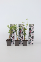 Lot De 3 Jasmins ‘Jasminum Officinale’ – Plante D’Extérieur