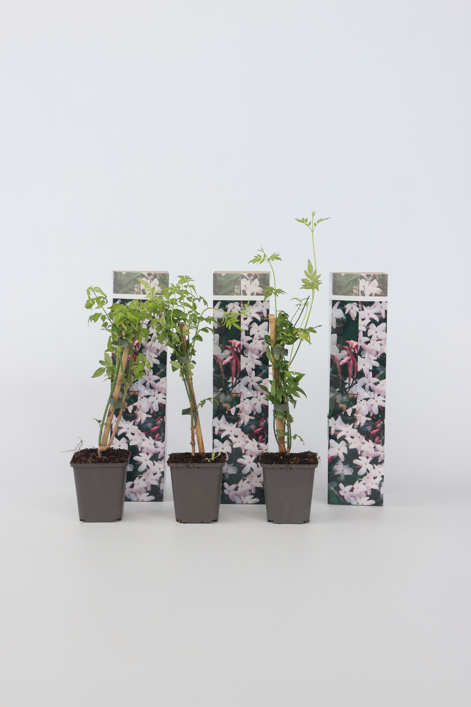 Lot De 3 Jasmins ‘Jasminum Officinale’ – Plante D’Extérieur