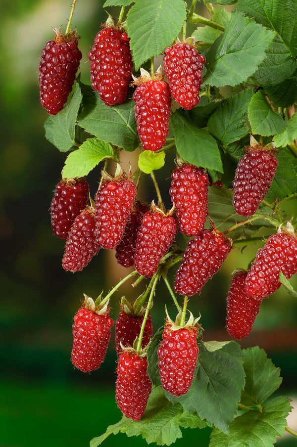 Lot De 3 Rubus Tayberry – Plante D’Extérieur