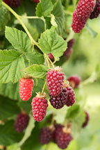 Lot De 3 Rubus Tayberry – Plante D’Extérieur