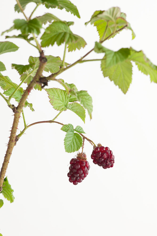 Lot De 3 Rubus Tayberry – Plante D’Extérieur