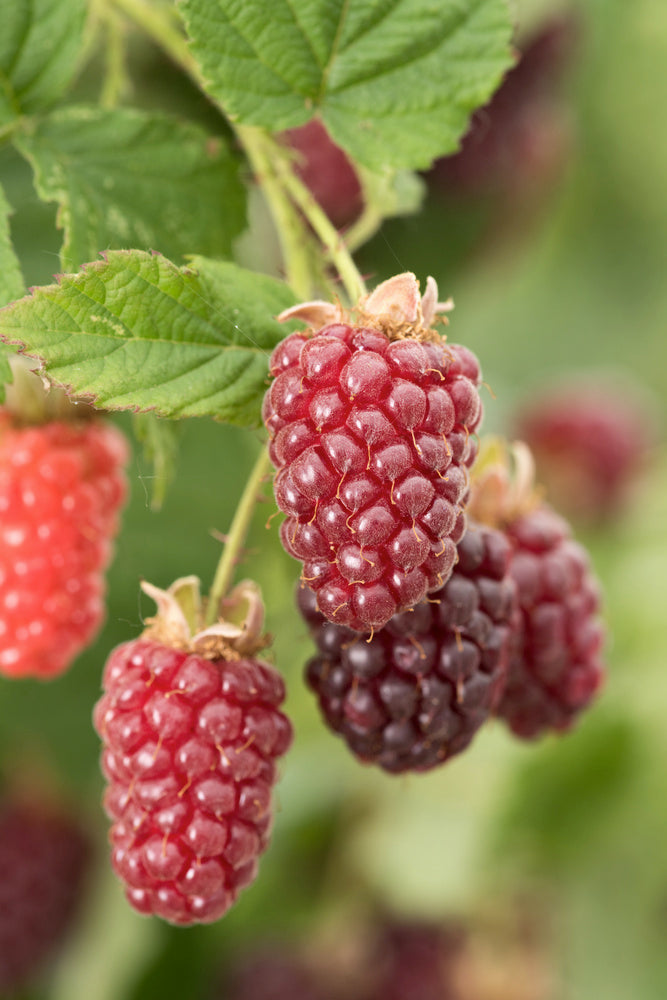 Lot De 3 Rubus Tayberry – Plante D’Extérieur
