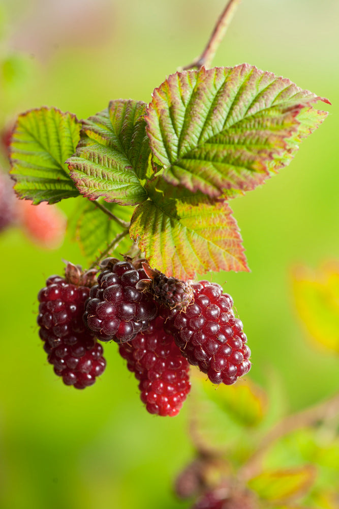 Lot De 3 Rubus Tayberry – Plante D’Extérieur