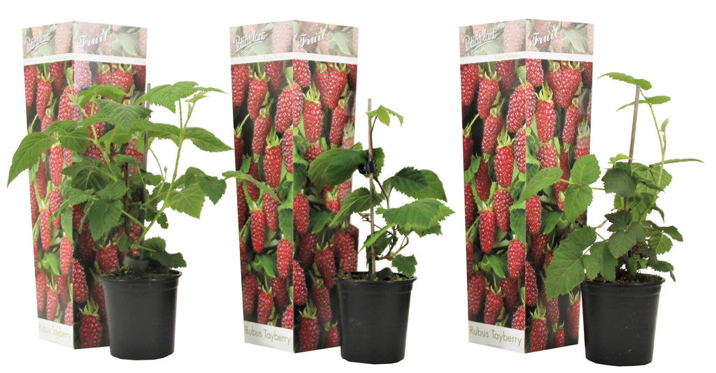 Lot De 3 Rubus Tayberry – Plante D’Extérieur