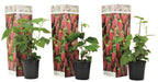 Lot De 3 Rubus Tayberry – Plante D’Extérieur
