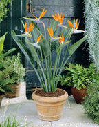 Lot De 3 Strelitzia Reginae « Oiseau De Paradis » – Plante D’Extérieur