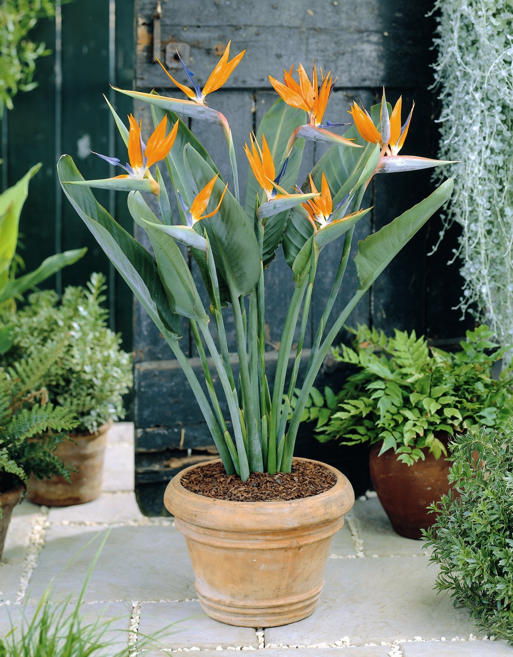 Lot De 3 Strelitzia Reginae « Oiseau De Paradis » – Plante D’Extérieur