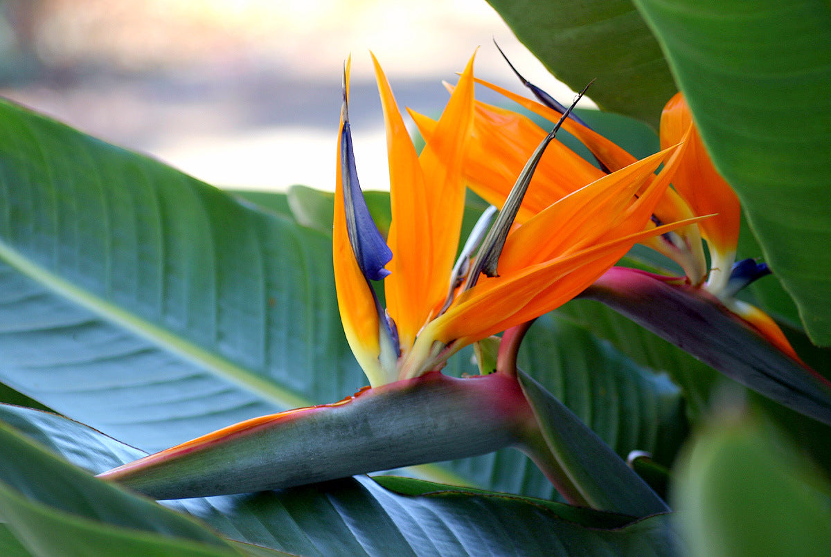 Lot De 3 Strelitzia Reginae « Oiseau De Paradis » – Plante D’Extérieur