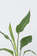 Lot De 3 Strelitzia Reginae « Oiseau De Paradis » – Plante D’Extérieur