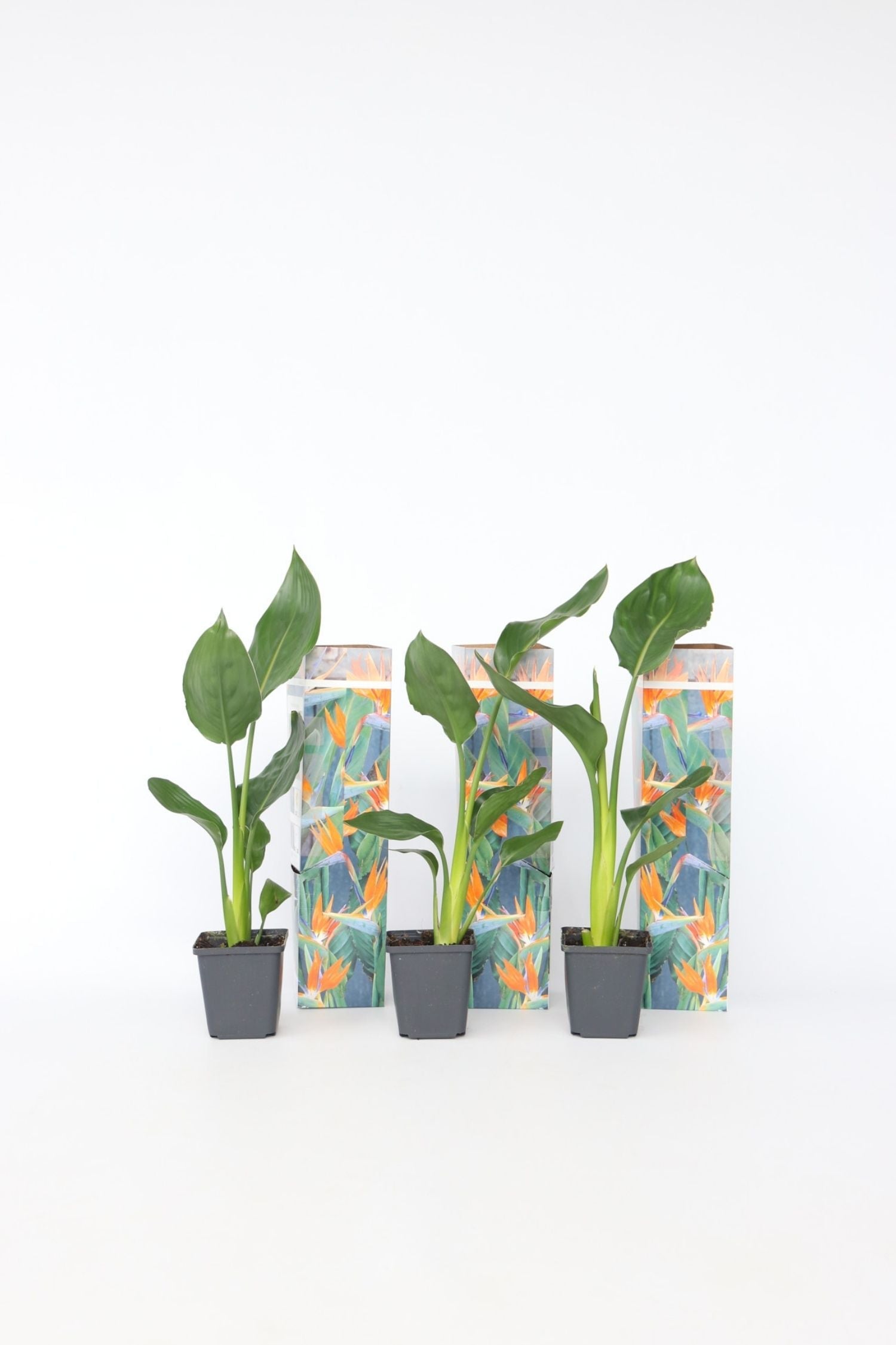 Lot De 3 Strelitzia Reginae « Oiseau De Paradis » – Plante D’Extérieur