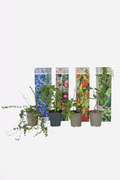 Lot De 4 Plantes Pour Smoothies – Plante D’Extérieur