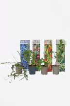 Lot De 4 Plantes Pour Smoothies – Plante D’Extérieur