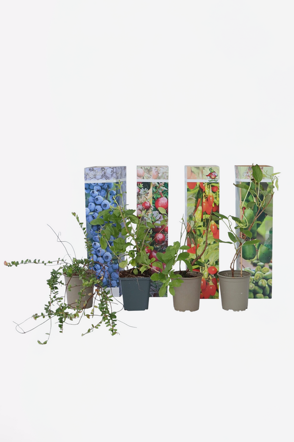 Lot De 4 Plantes Pour Smoothies – Plante D’Extérieur