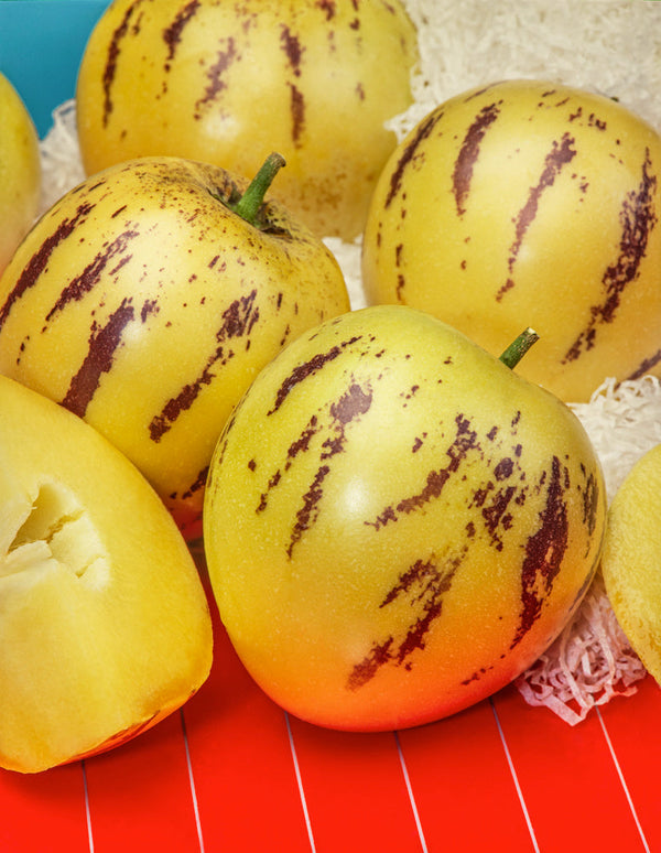 Lot De 3 Pepino Gold « Poire Melon » – Plante D’Extérieur