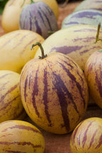 Lot De 3 Pepino Gold « Poire Melon » – Plante D’Extérieur