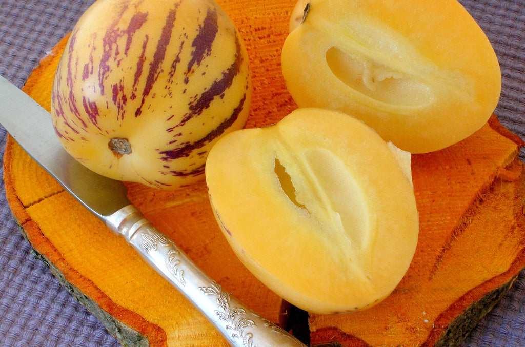 Lot De 3 Pepino Gold « Poire Melon » – Plante D’Extérieur